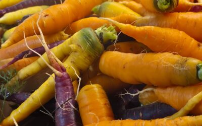 Les carottes