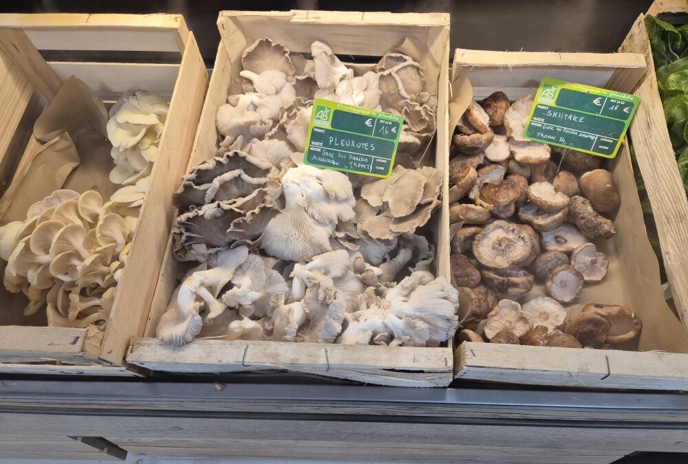 Les Champignons
