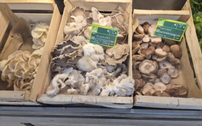 Les Champignons