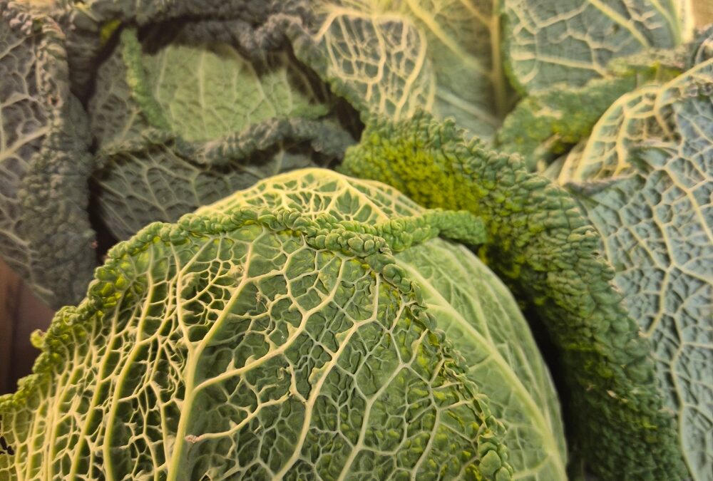 Les choux de saison