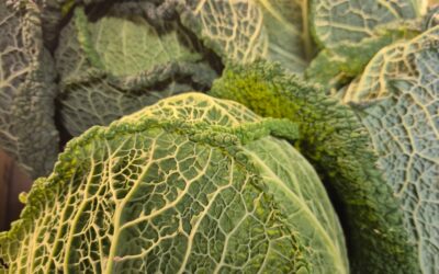 Les choux de saison