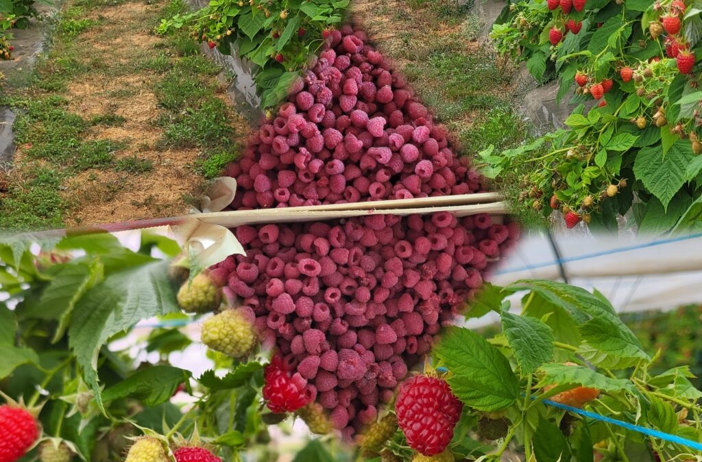 Framboises pour confitures