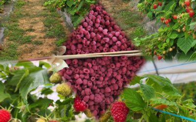 Framboises pour confitures