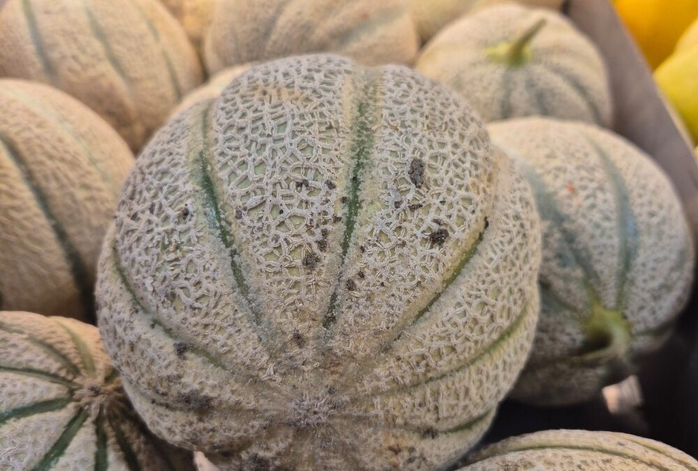 Les melons …