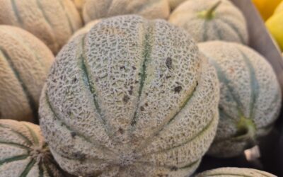 Les melons …