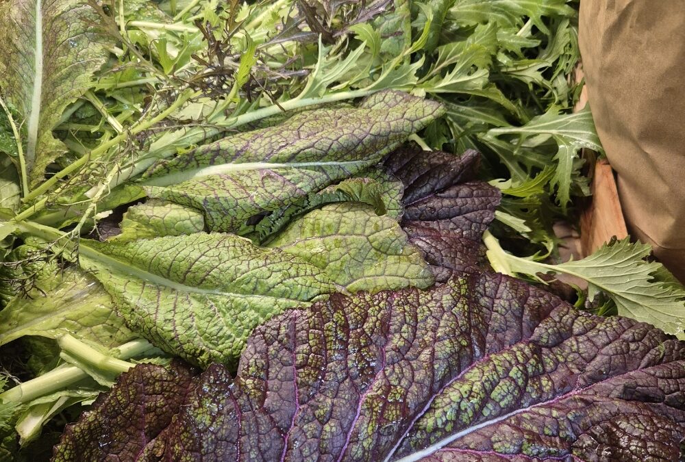 Le mesclun des jardins