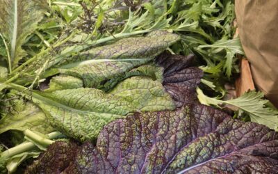 Le mesclun des jardins