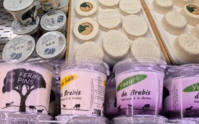 Le retour des brebis