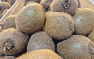 Kiwis Bio