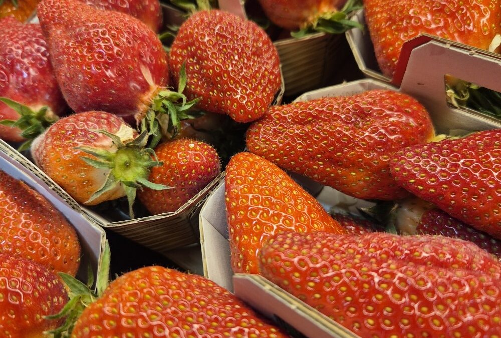 Les premières Gariguette