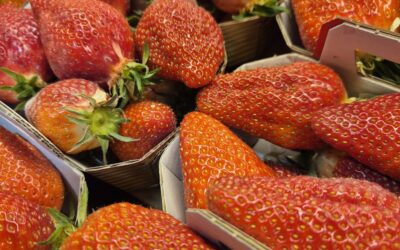 Les premières Gariguette