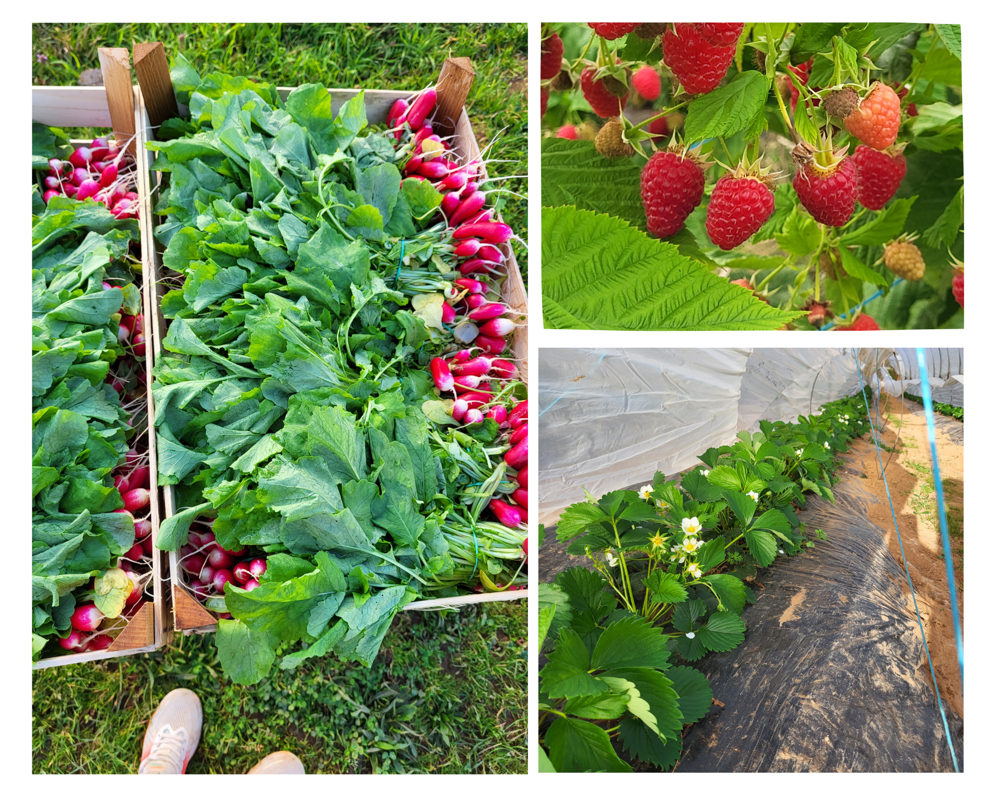 Beige & Brown Minimalist Photo Collage