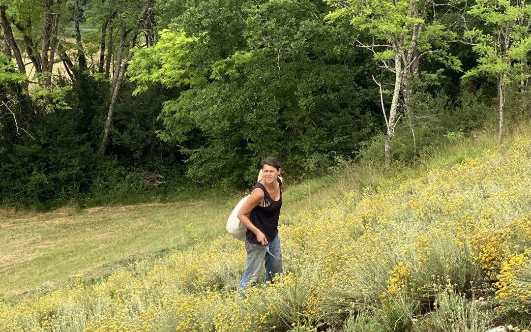 Les plantes du Tertre