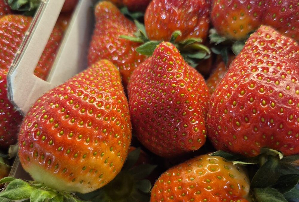 Fraises « Magnum »