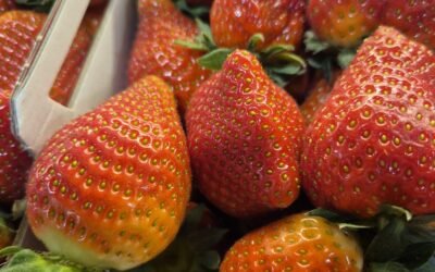 Fraises « Magnum »