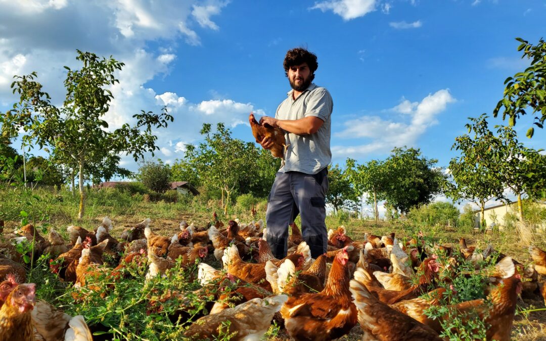 Les Poules de Cansadoul