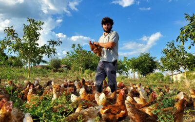 Les Poules de Cansadoul