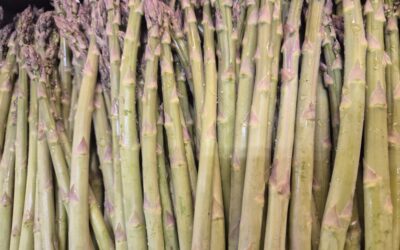 Les asperges vertes
