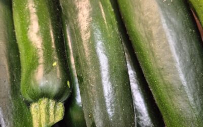 Les courgettes