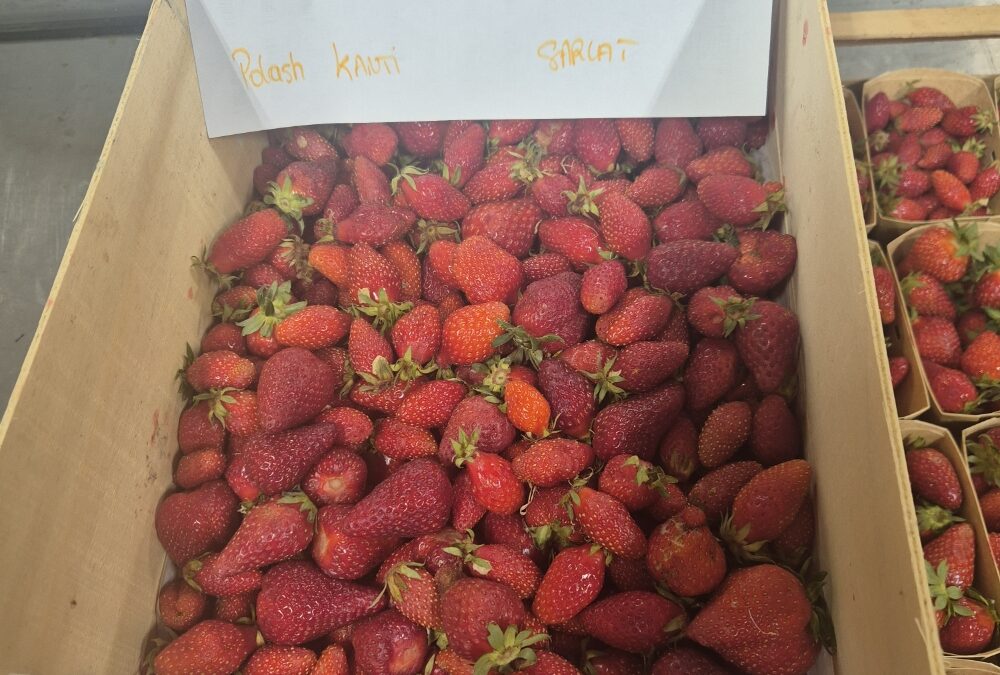 Fraises à confiture