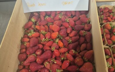 Fraises à confiture