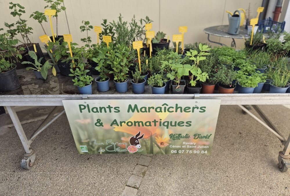 Les plants aromatiques