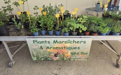 Les plants aromatiques
