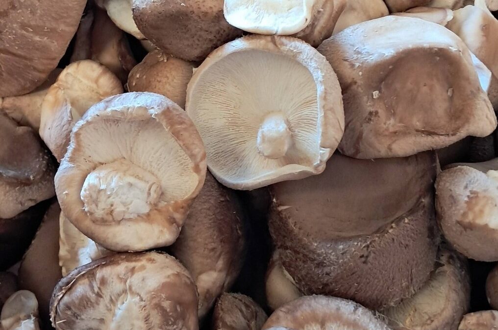 Les Champignons