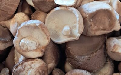 Les Champignons
