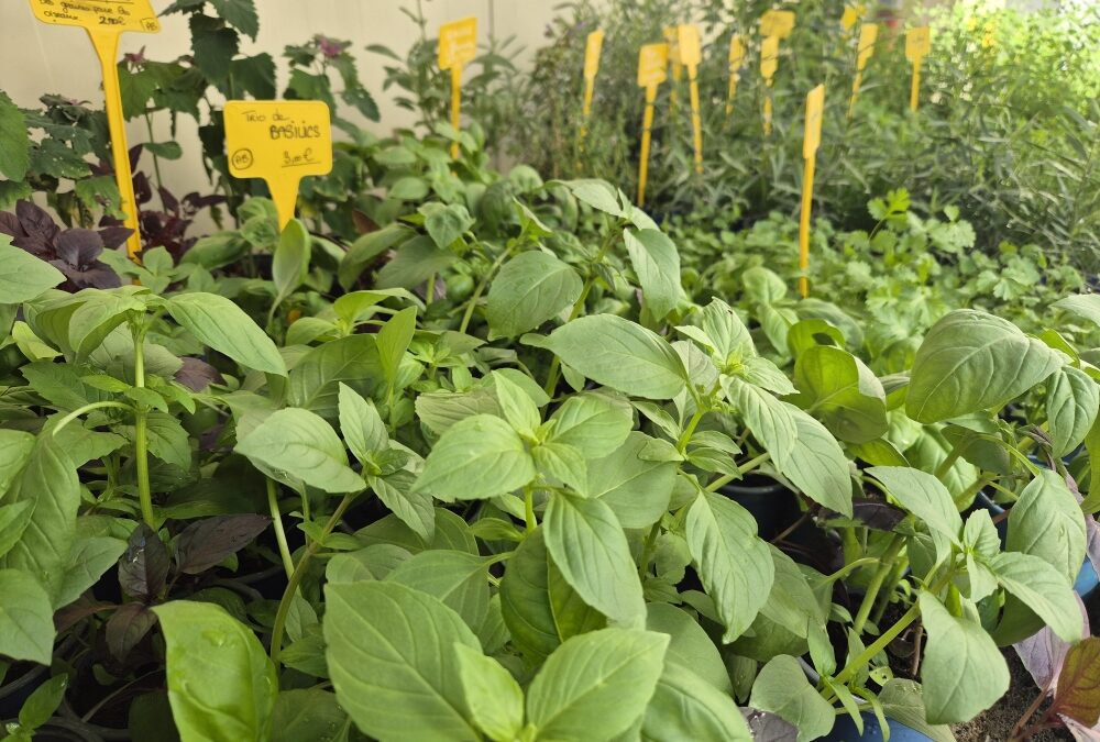Les plants