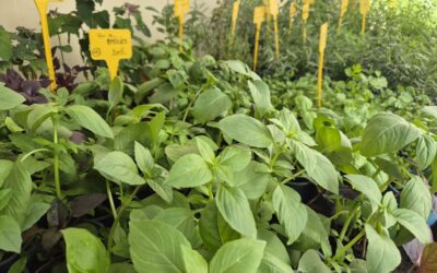 Les plants
