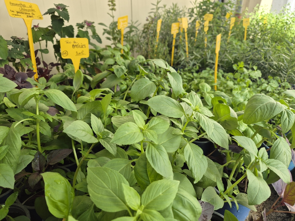 basilic plant