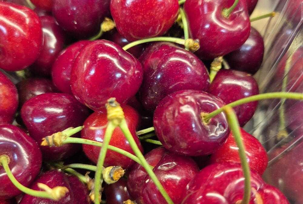 Les cerises du Lot