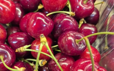 Les cerises du Lot