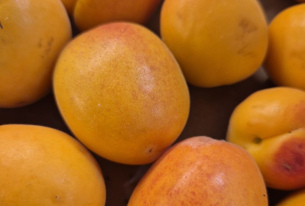 Abricots à confiture