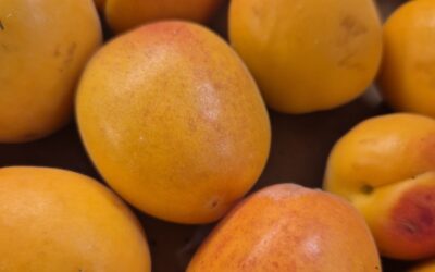 Abricots à confiture