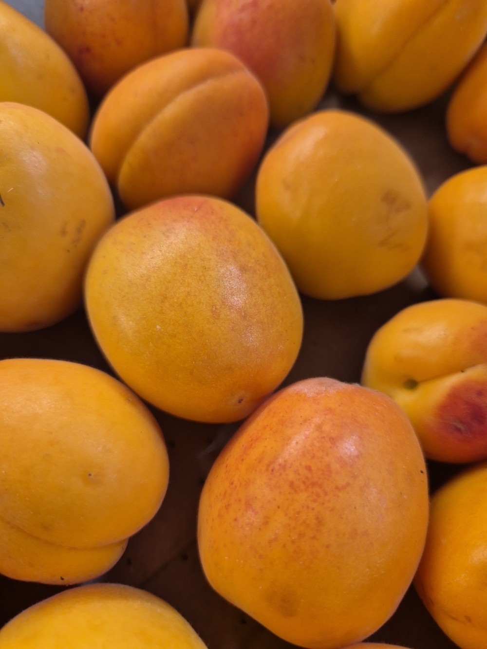 abricots