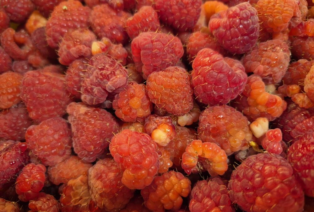 Framboises bio pour confitures, …