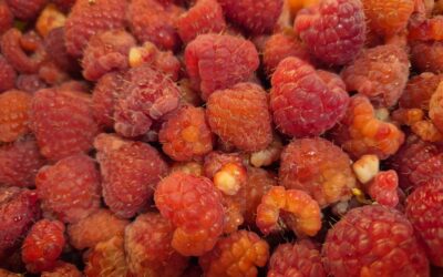 Framboises bio pour confitures, …