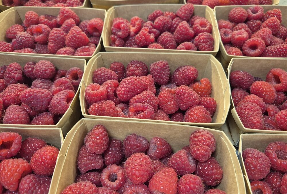 Framboises bio confiture