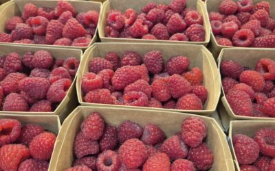 Framboises bio confiture