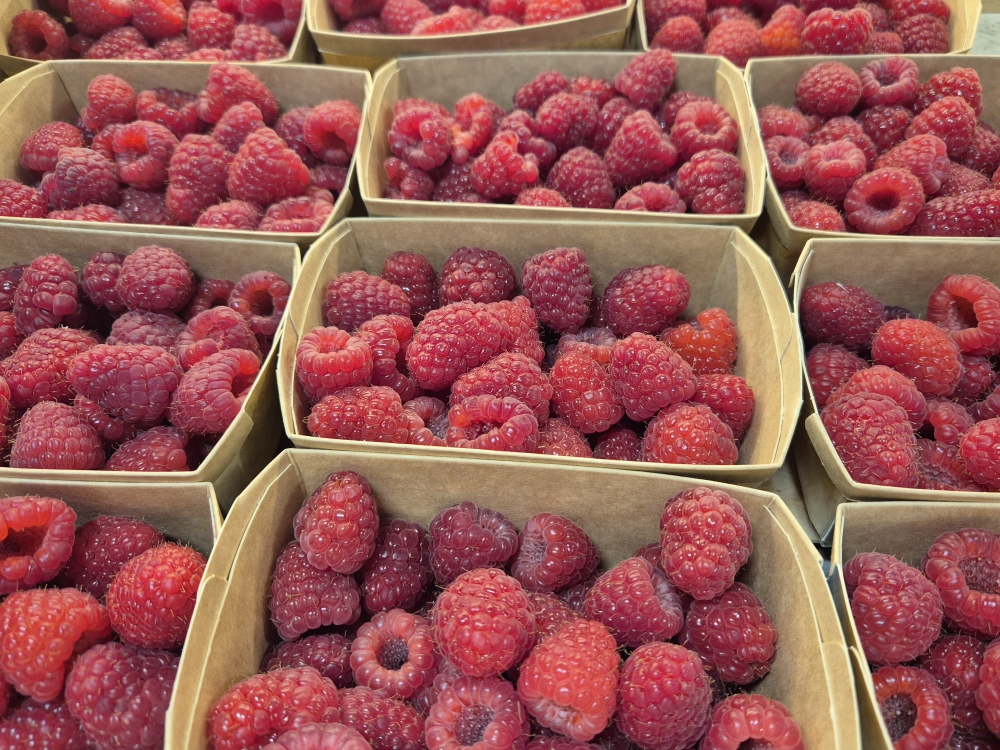 framboises polash en 250