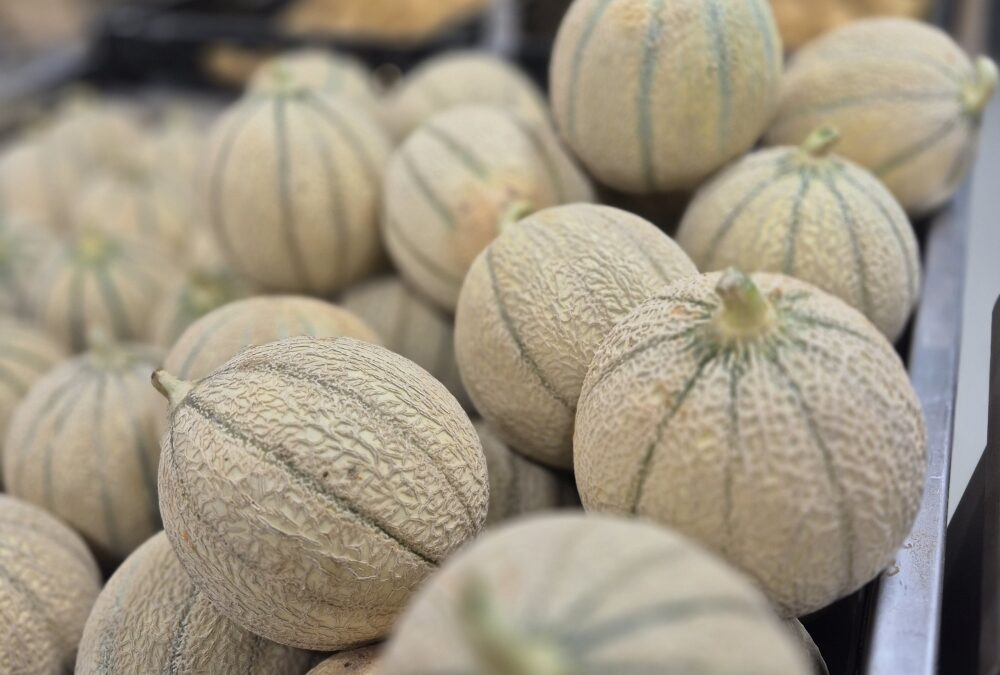 Les melons enfin là !!