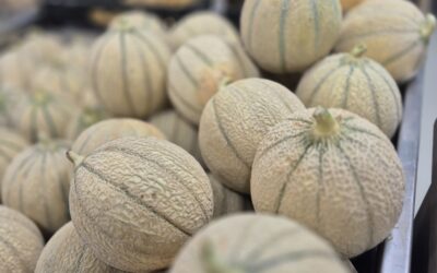 Les melons enfin là !!