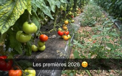 Les premières tomates