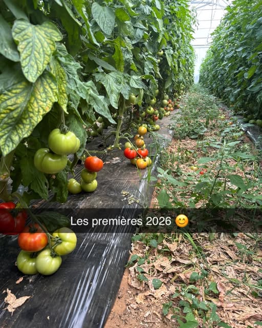 tomate2026