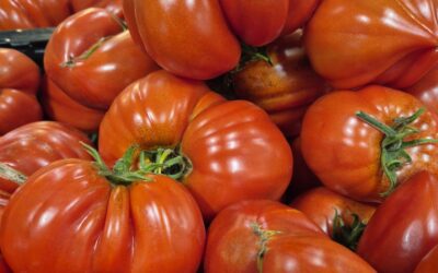 Tomates Anciennes