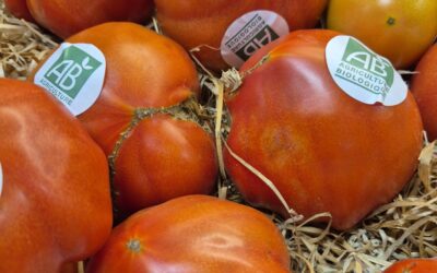 Tomates Bio