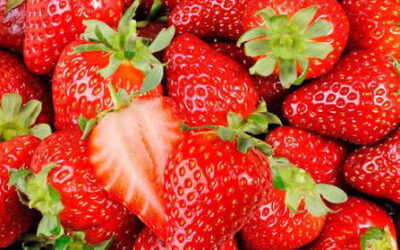 Fraises à confiture