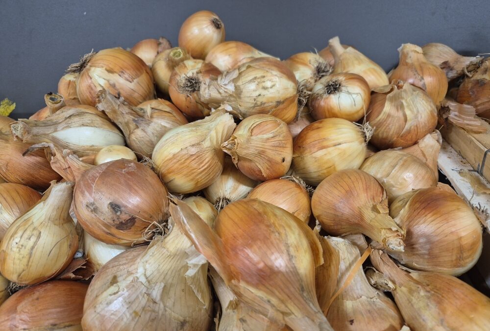 Oignons jaunes bio